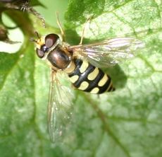 Gemeine Feldschwebfliege-2.jpg